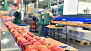 Workers packaging apples in plant